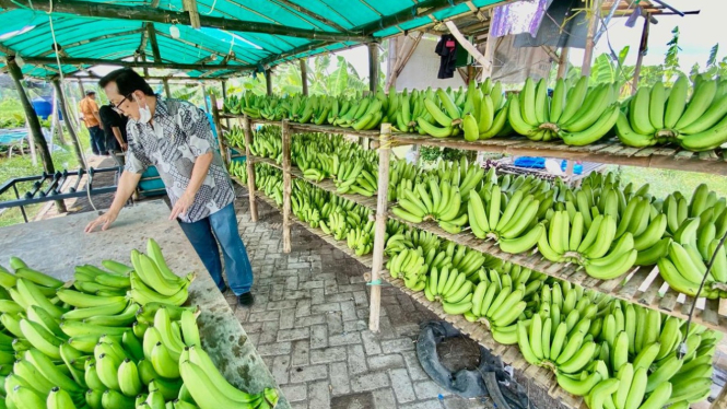 Komoditas Pisang Cavendish