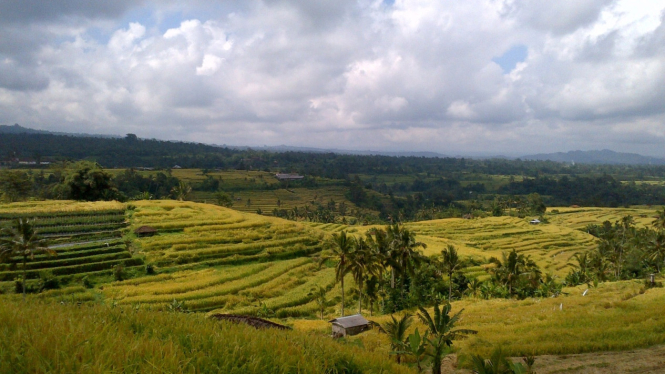 Area persawahan Jatiluwih Tabanan - Foto: Istimewa