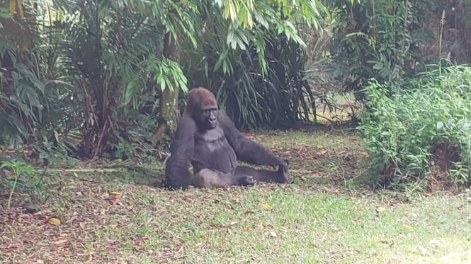 Gorilla Komu di kandangnya, Taman Margasatwa Ragunan Jakarta Selatan
