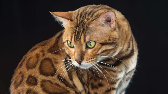 Kucing Bengal.