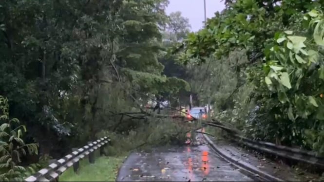 Pohon tumbang di Jalan Margonda, Depok
