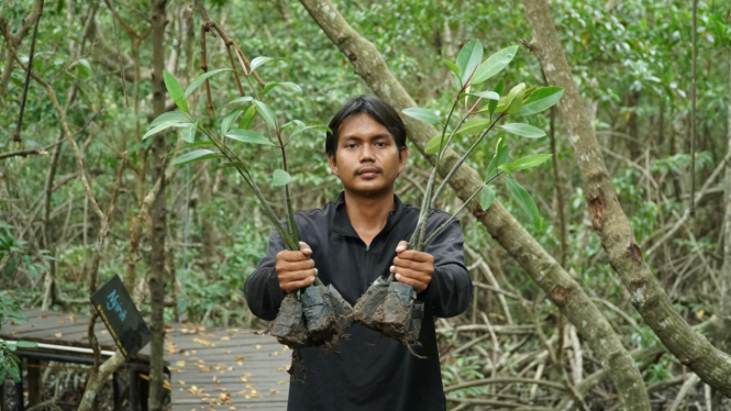 Menanam mangrove.