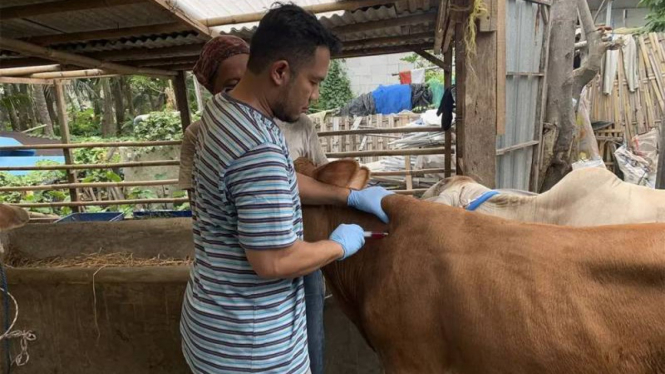 Vaksinasi PMK bagi hewan ternak di Kota Tangerang