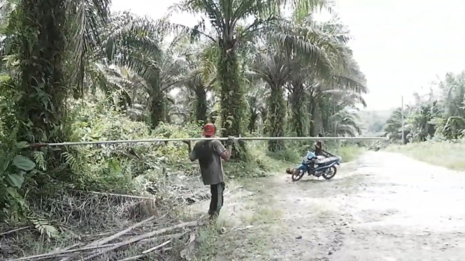 Salah seorang buruh panen buah kelapa sawit di Kalimantan Barat. 