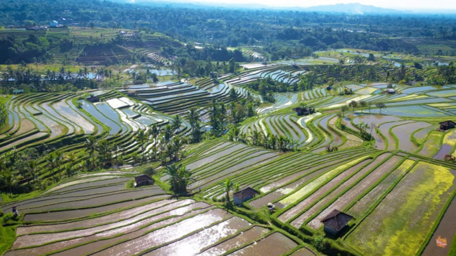 Subak atau sawah bertingkat di Jatiluwih, Tabanan, Bali