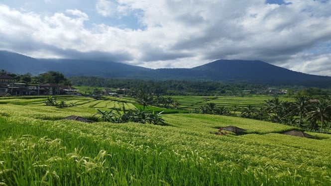 Subak di Desa wisata Jatiluwih di Tabanan, Bali.