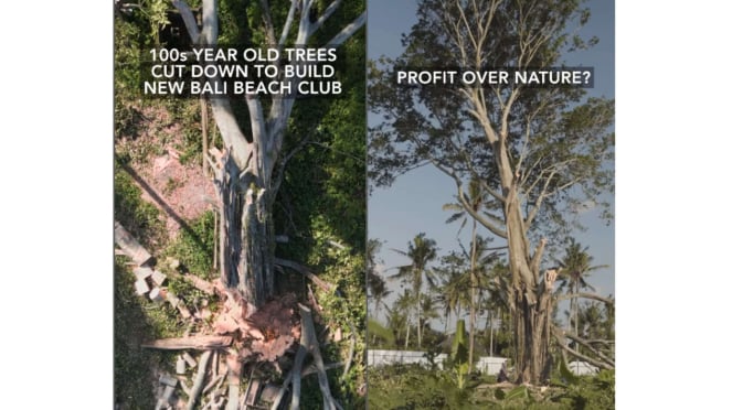 Em Bali, uma árvore centenária foi cortada para construir um clube de praia