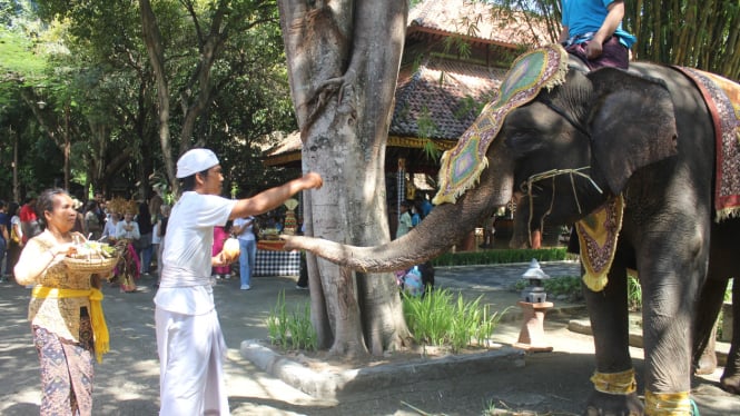 Upacara tumpek kandang di Taman Bali Safari