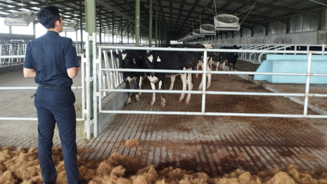 Bea Cukai fasilitasi kegiatan importasi sapi perah berjenis Friesian Holstein