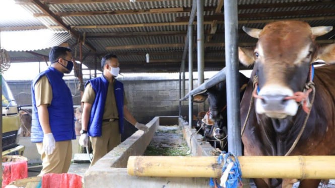 Pengecekan lapak hewan kurban di kota tangerang