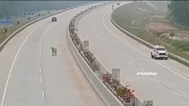 Sapi masuk jalan tol kisaran Sumatera Utara