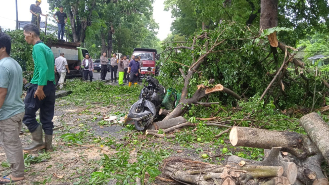 Pohon besar tumbang dan timpa pemotor hingga tewas di Kota Medan.(istimewa/VIVA)