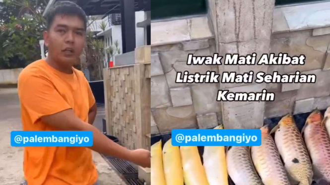 Warga Palembang Menjerit Rugi Gegara Ikan-ikannya Mati Imbas Listrik Padam 18 Jam.