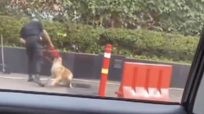 Beredar di media sosial seekor anjing yang dipukul oleh seorang sekuriti di Plaza Indonesia.