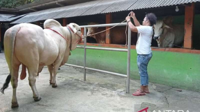 Sapi Kurban Presiden Jokowi di Bantul.