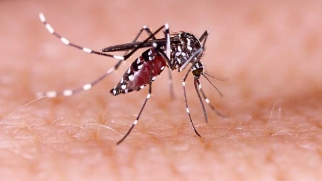 Dinas Kesehatan (Dinkes) DKI Jakarta menyatakan akan siap menjalani program pelepasan nyamuk wolbachia yang diharapkan menekan angka penyebaran DBD.