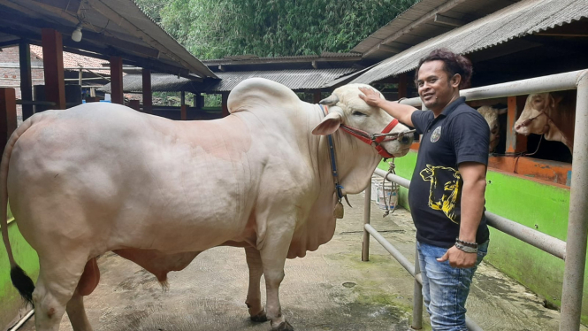 Sapi kurban milik Aipda Zuli dibeli Jokowi (dok Zuli Nuryanto)