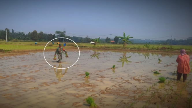 VIVA Militer: Prajurit TNI di sawah Purwakarta 