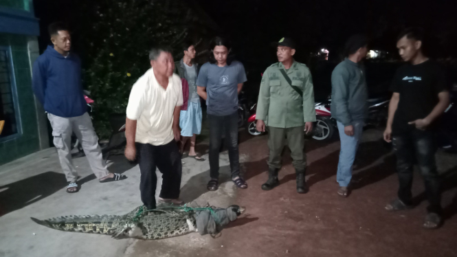 Warga bersama tim BKSDA Sumatera Selatan berhasil mengevakuasi Buaya Muara di areal persawahan di Desa Sungai Dua Banyuasin.