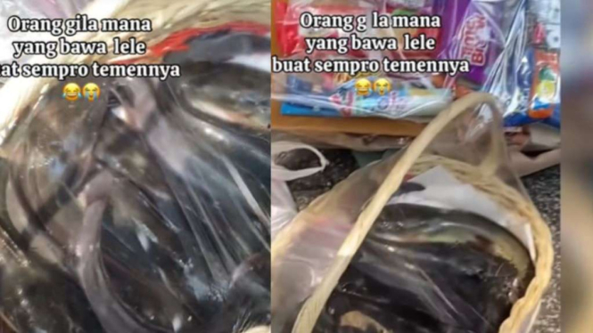 Buket ikan lele