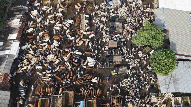 Comprar y vender animales de sacrificio antes de Eid al -adha