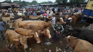 Jelang Idul Adha, DPR Desak Pemerintah Gencar Sidak Penjualan Hewan Kurban Tak Layak