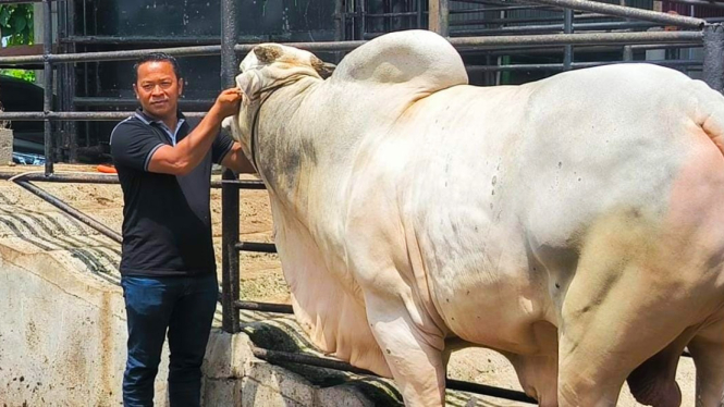 Sapi kurban Presiden RI, Joko Widodo di Binjai, Sumatera Utara. (B.S.Putra/VIVA)