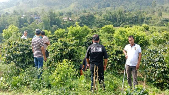 Polisi Temukan Ladang Ganja di Lokasi Perladangan Kopi