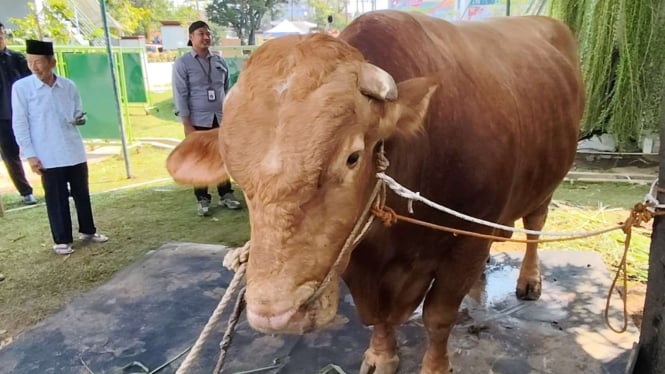 Sapi Kurban Presiden Jokowi di Masjid Baiturrahman Semarang