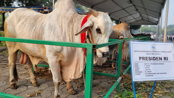 Sapi kurban Presiden Jokowi di Masjid Nasional Al Akbar Surabaya, Jawa Timur.