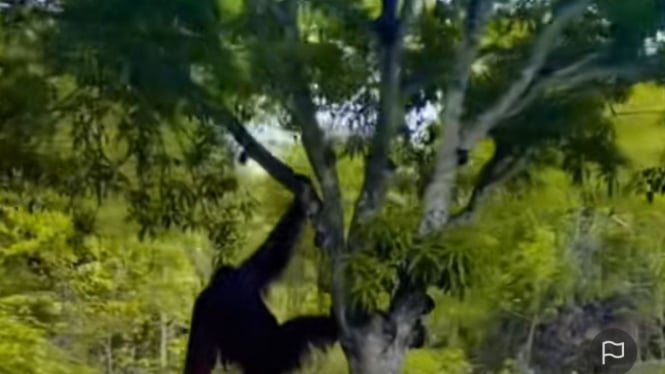 (Istimewa) Potongan gambar orangutan yang tengah bermain di komplek PT LNG Badak