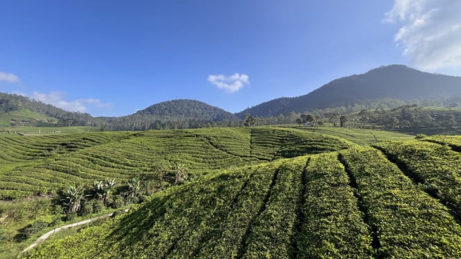 Perkebunan teh di Pangalengan, Bandung.