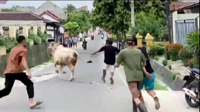 Hewan kurban sapi mengamuk di Bandar Lampung