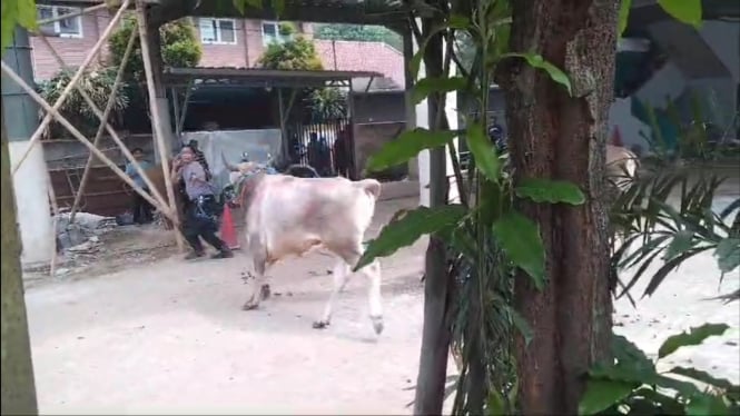 Iptu Gunawan duel dengan sapi ngamuk, di Pondok Aren, Tangsel.