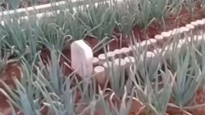 Viral Kuburan Dijadikan Kebun Bawang Subur, Netizen: Pupuknya Saripati Manusia