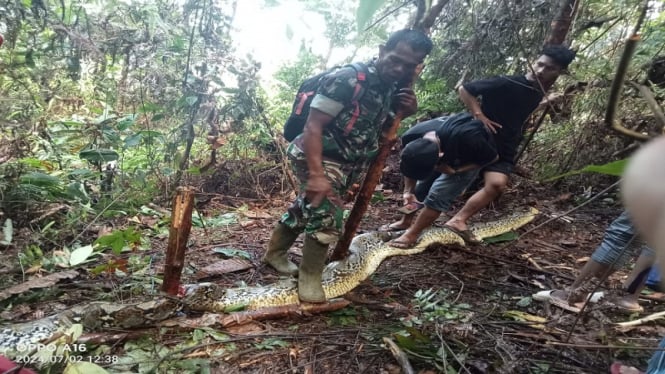 Seorang ibu tewas di Luwu ditelan ular piton sepanjang 6 meter