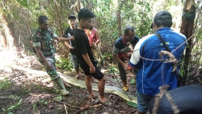 Proses evakuasi wanita di Luwu yang Tewas Ditelan Mentah-mentah Ular Piton 8 Meter. (Foto: Istimewa)