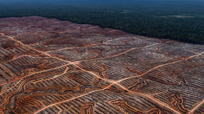 "gambaran hutan yang mengalami deforestasi" (Source: Ulet Ifansasti/Greenpeace)