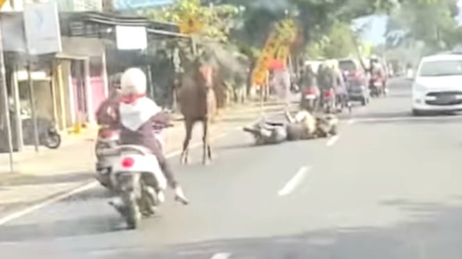 Pengendara motor tabrak kuda lepas