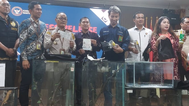 Petugas menunjukkan hewan reptil yang berhasil diamankan