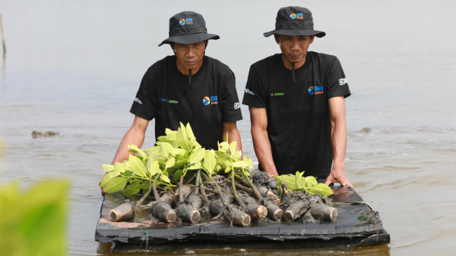 BRI salurkan bibit mangrove 