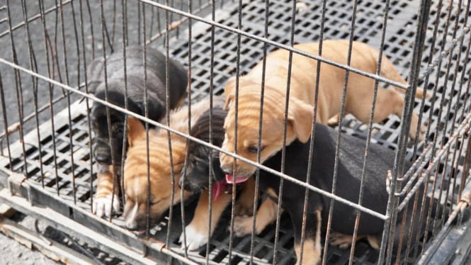 Empat ekor anak anjing yang berhasil ditangkap