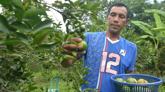 Khairil Anam, petani jeruk di Muara Enim, Sumatera Selatan