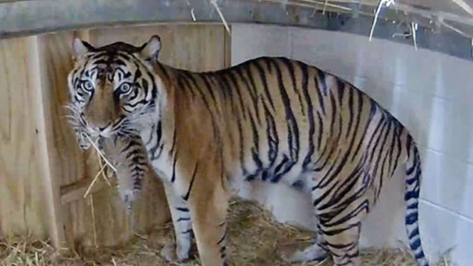 Bayi Harimau Sumatra lahir di Kebun Binatang Louisville, Amerika Serikat (AS).