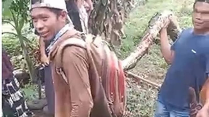 Warga Bunuh Ular Piton yang telan wanita lansia di Palopo.  (Tangkapan Layar Video).