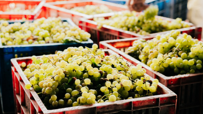 Potensi komoditas buah anggur di Bali