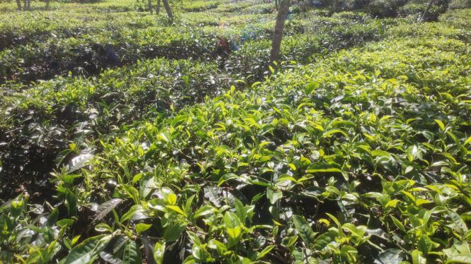 Kebun teh Brew Me di Baturiti, Tabanan