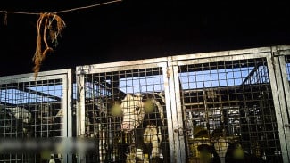 Peternakan Kambing dan Pertanian Jadi Penggerak Ekonomi Warga Lingkar Tambang