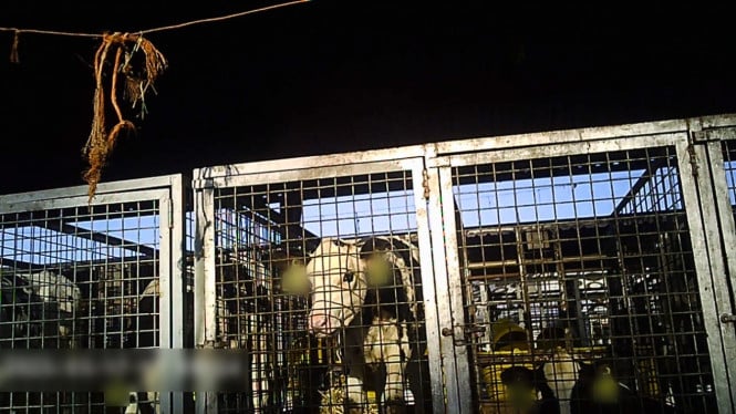 Peternakan Kambing dan Pertanian Jadi Penggerak Ekonomi Warga Lingkar Tambang