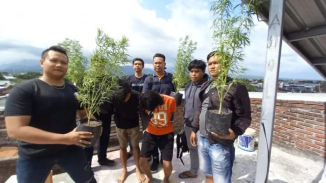 Dua pelaku menanam ganja di pot rumah diciduk polisi 